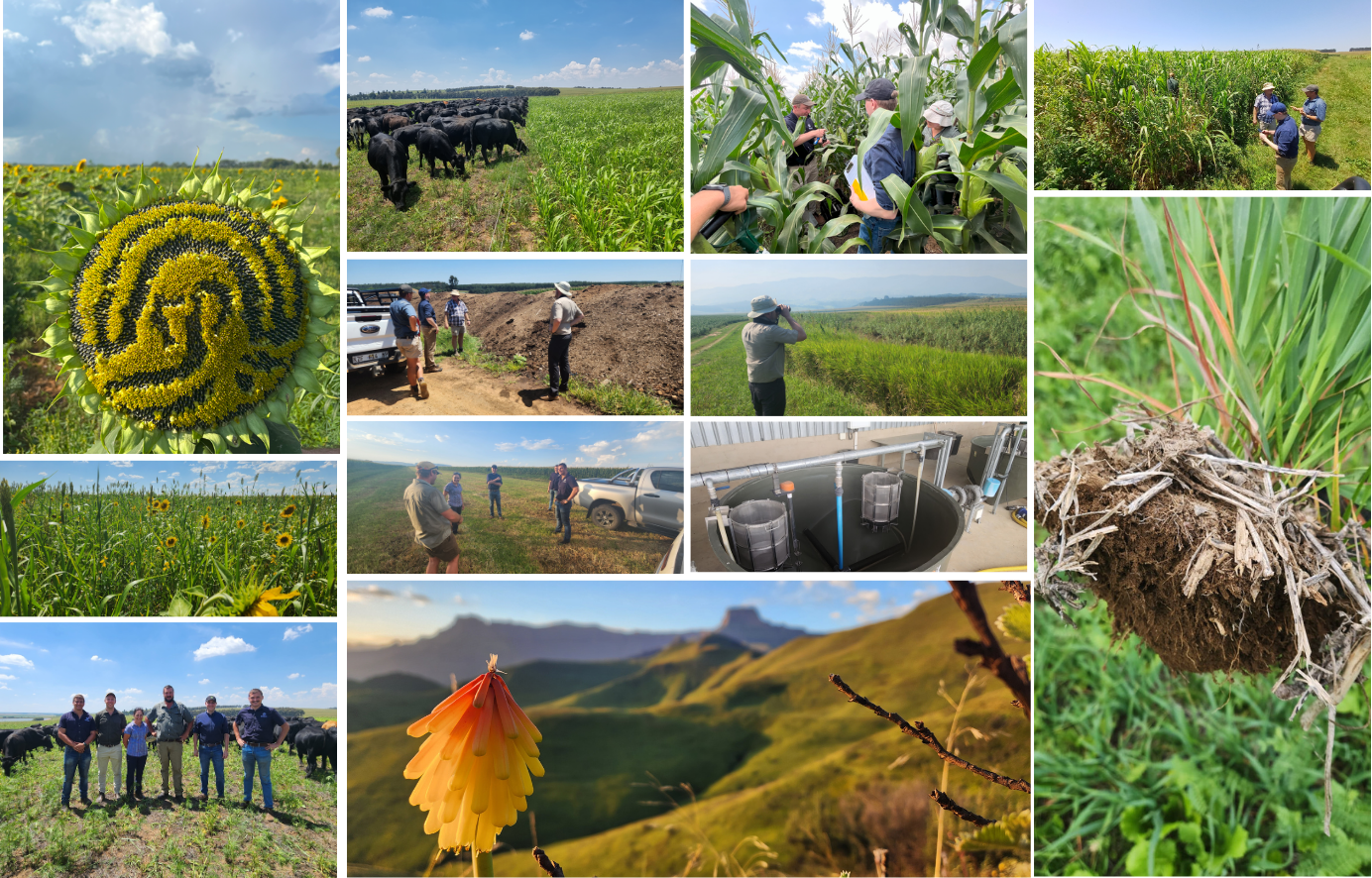 Collage of images from Orizon/SCS farm visits