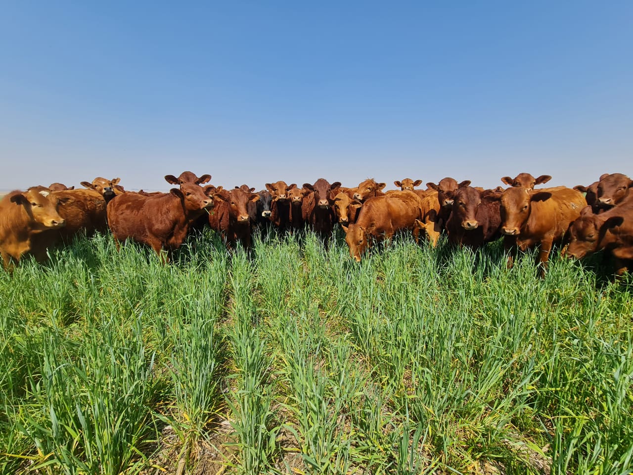 Cattle grazing in a field