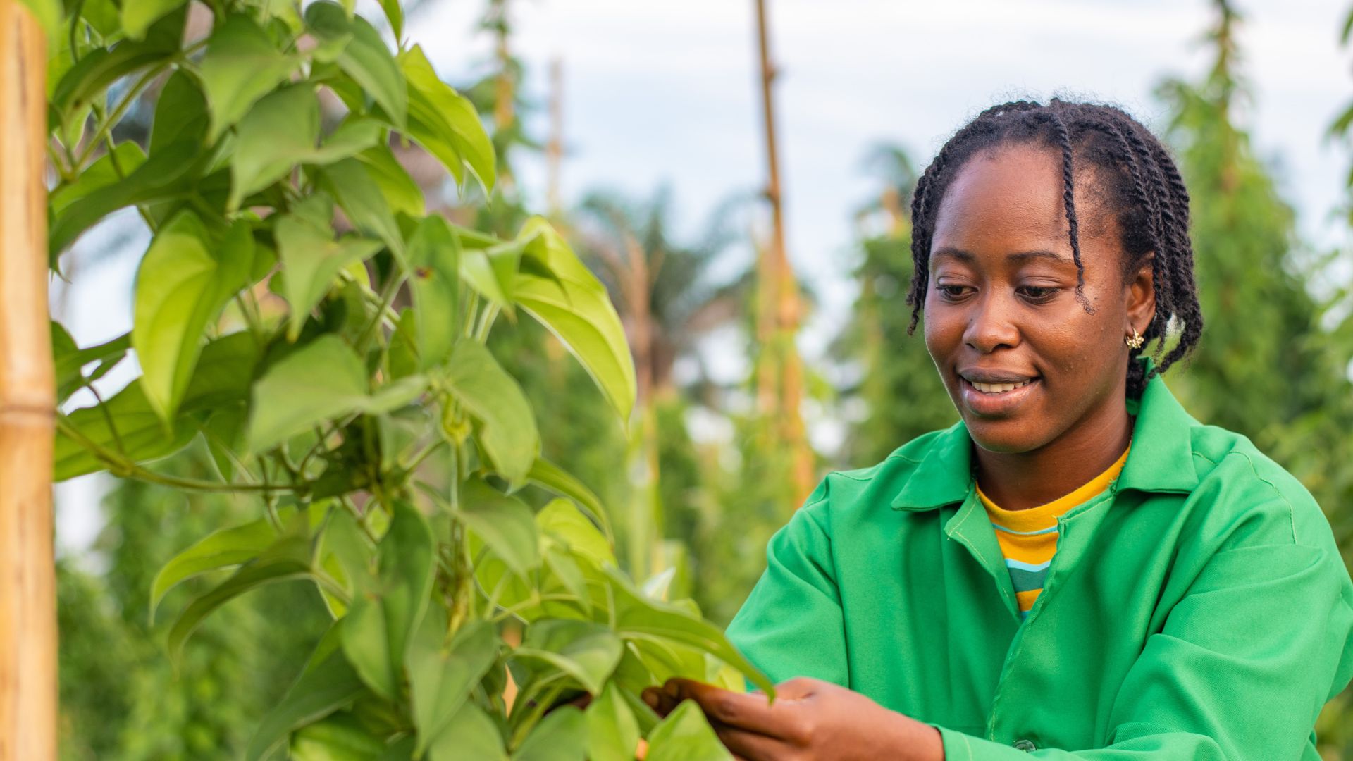 Person checking plants leaves