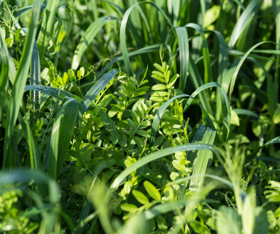 Close up image of some cover crops