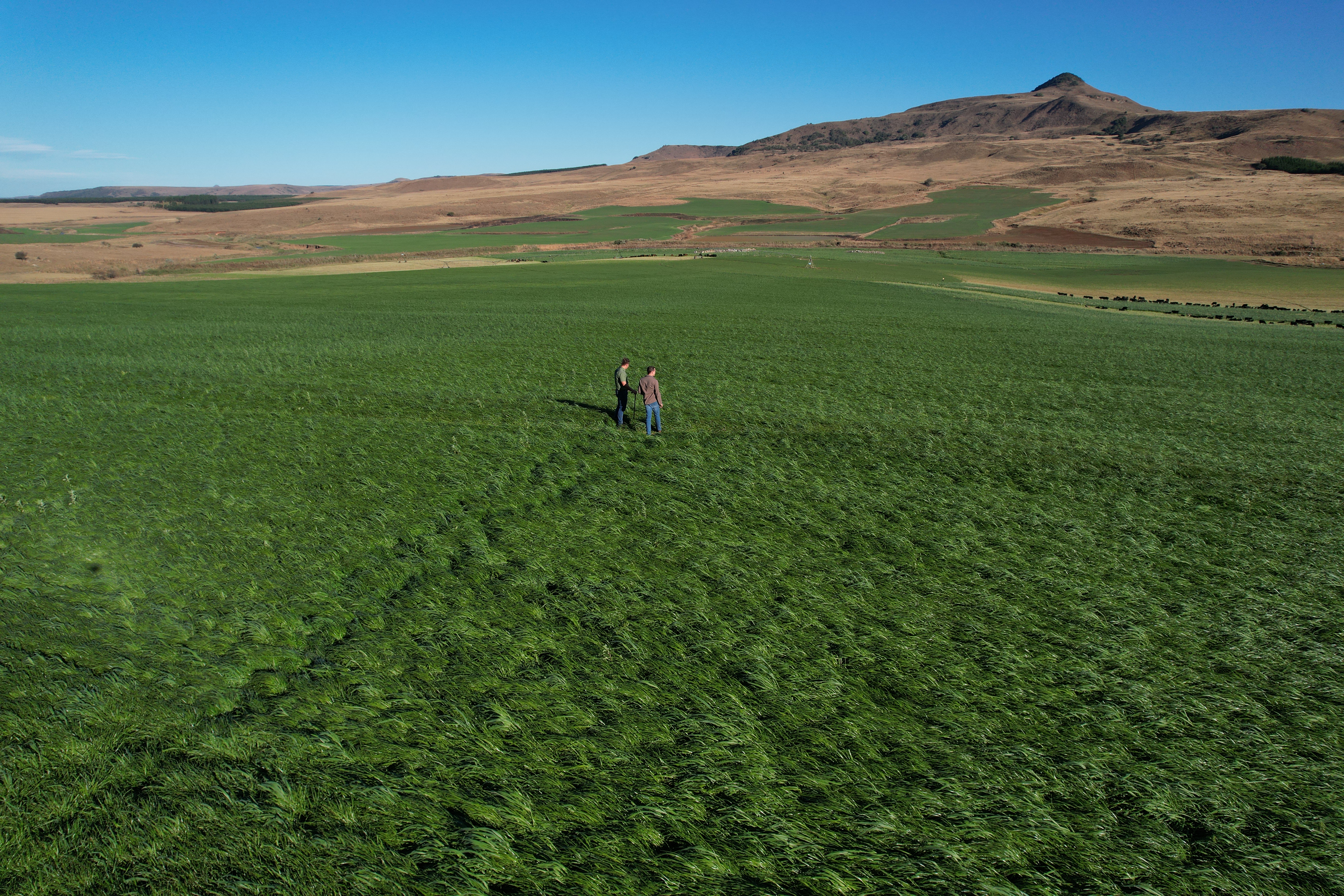 People walking through a field of cover crops