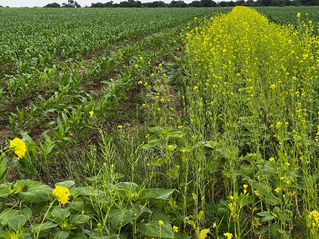 Field with flowers