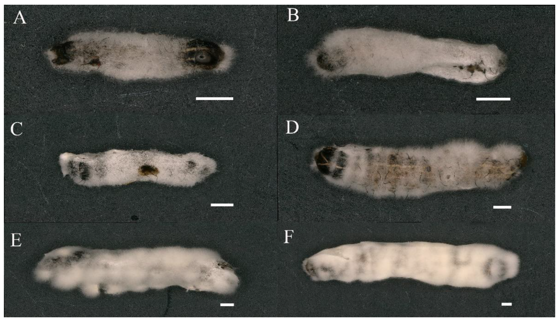 Fall army worm (Spodoptera frugiperda) larvae infected with Beauveria bassiana