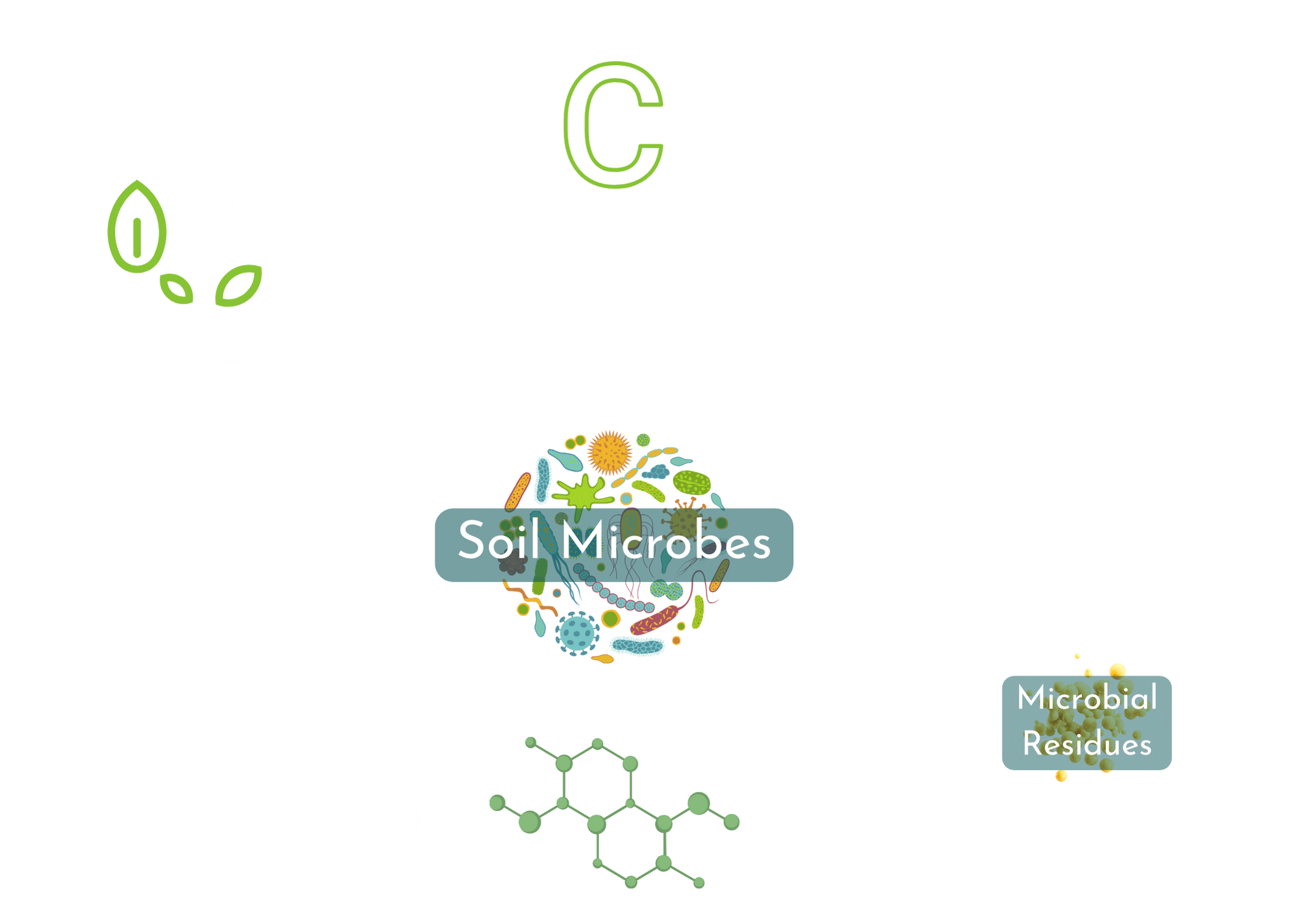 An image depicting the soil food web