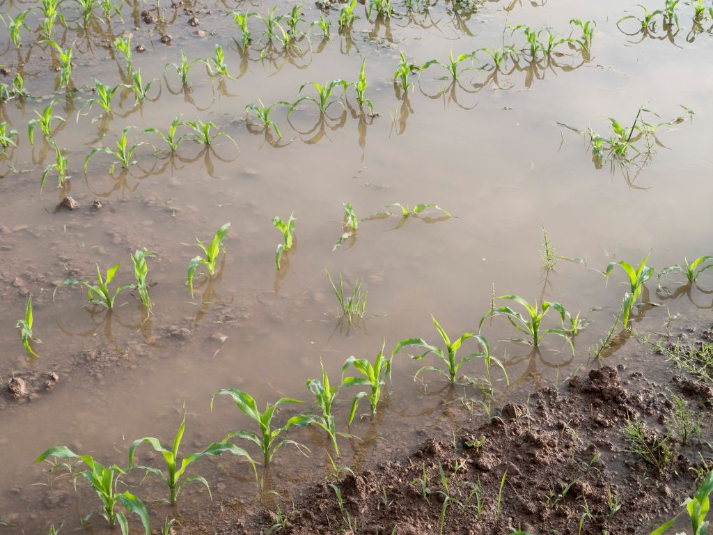 Image of water logged plants that facilitates nitrogen loss from the soil