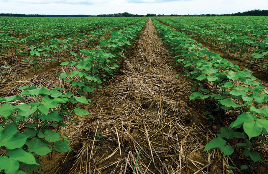 Image of Nitrogen fixing legumes growing in the soil