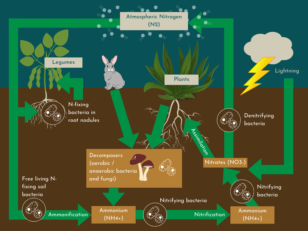 Image showing the lifecycle of Nitrogen from the atmosphere to the soil