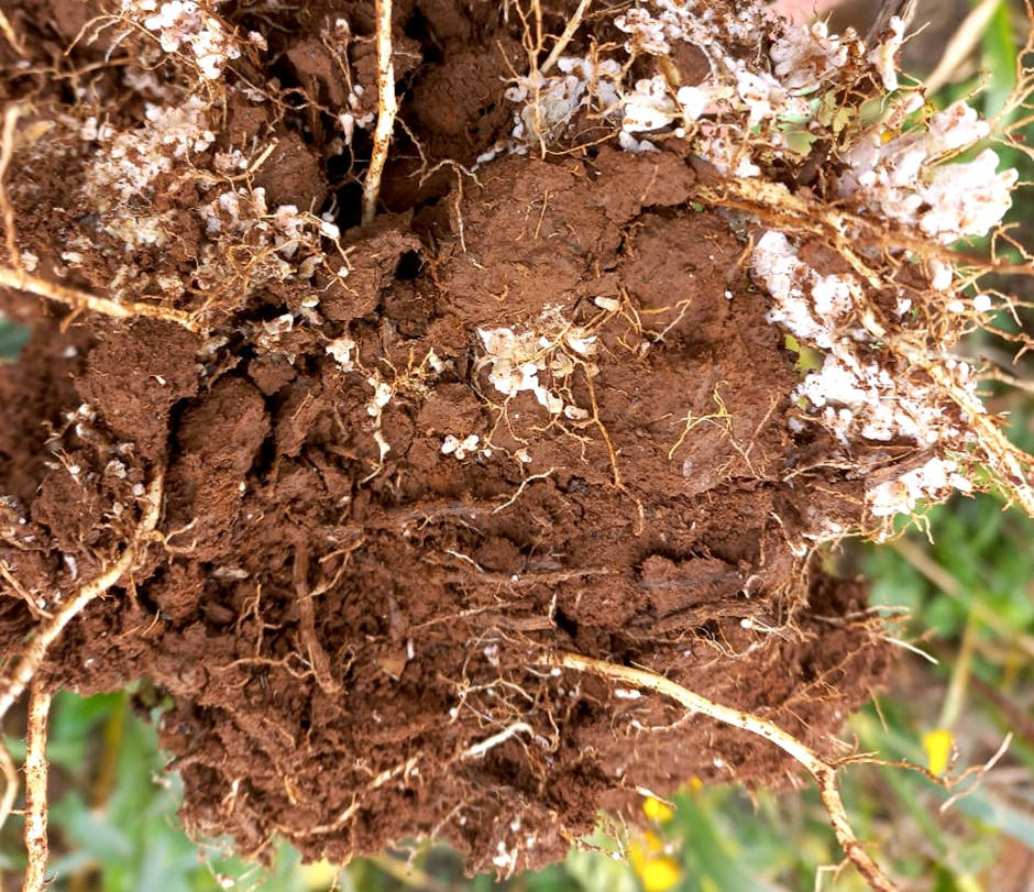 Image showing nitrogen fixers nodules growing on a healthy plant