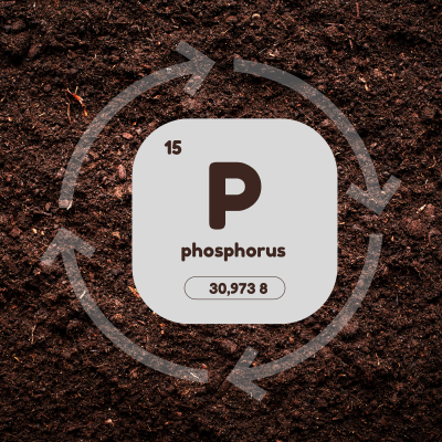 Image of Phosphorus being cycled