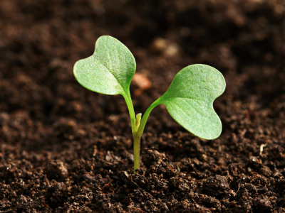 Hands holding healthy earth