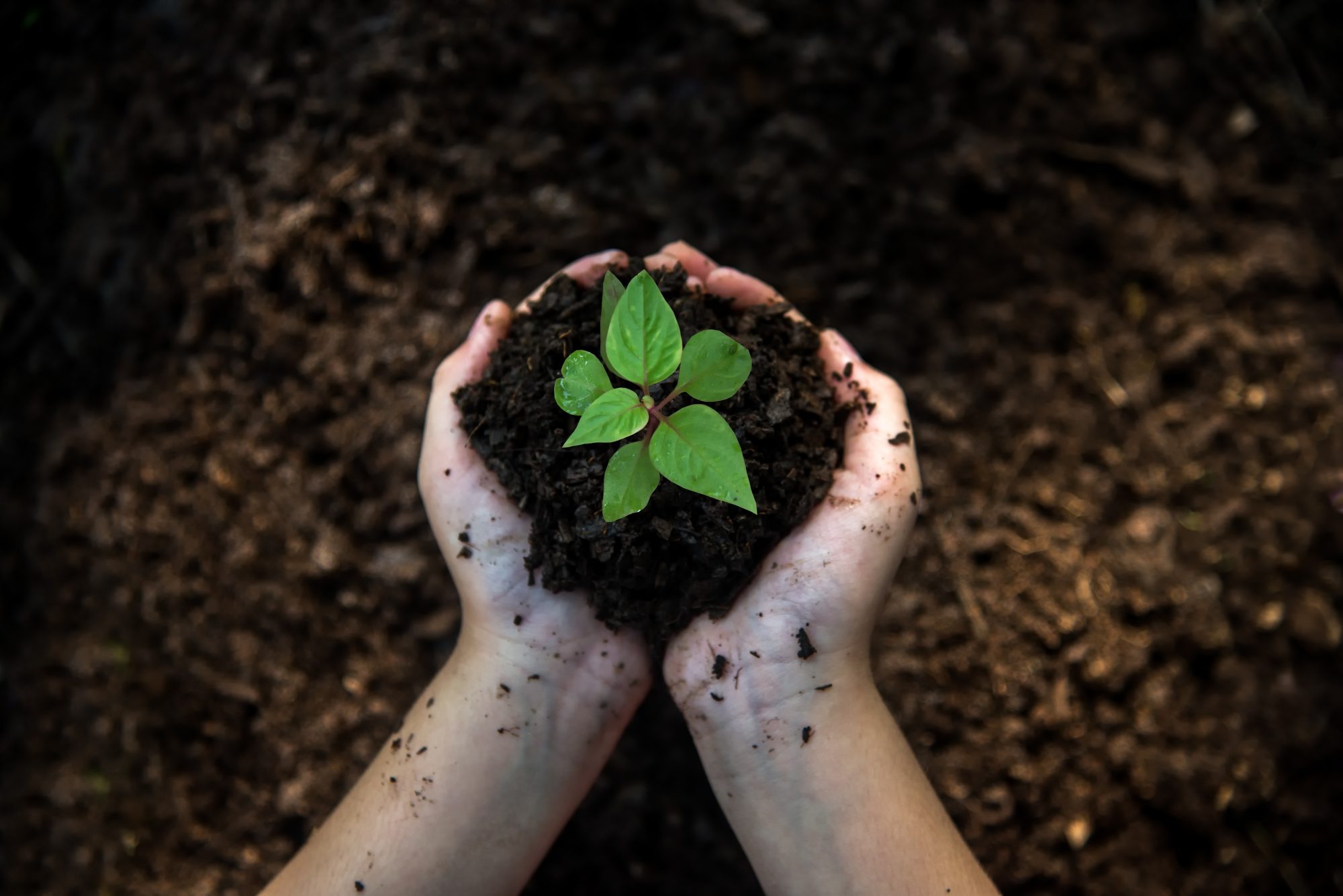 Hand holding fresh seedling