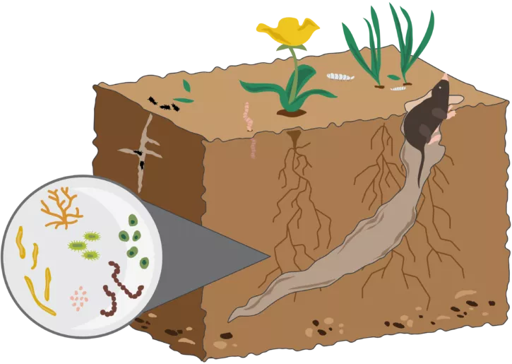 Soil organisms visual