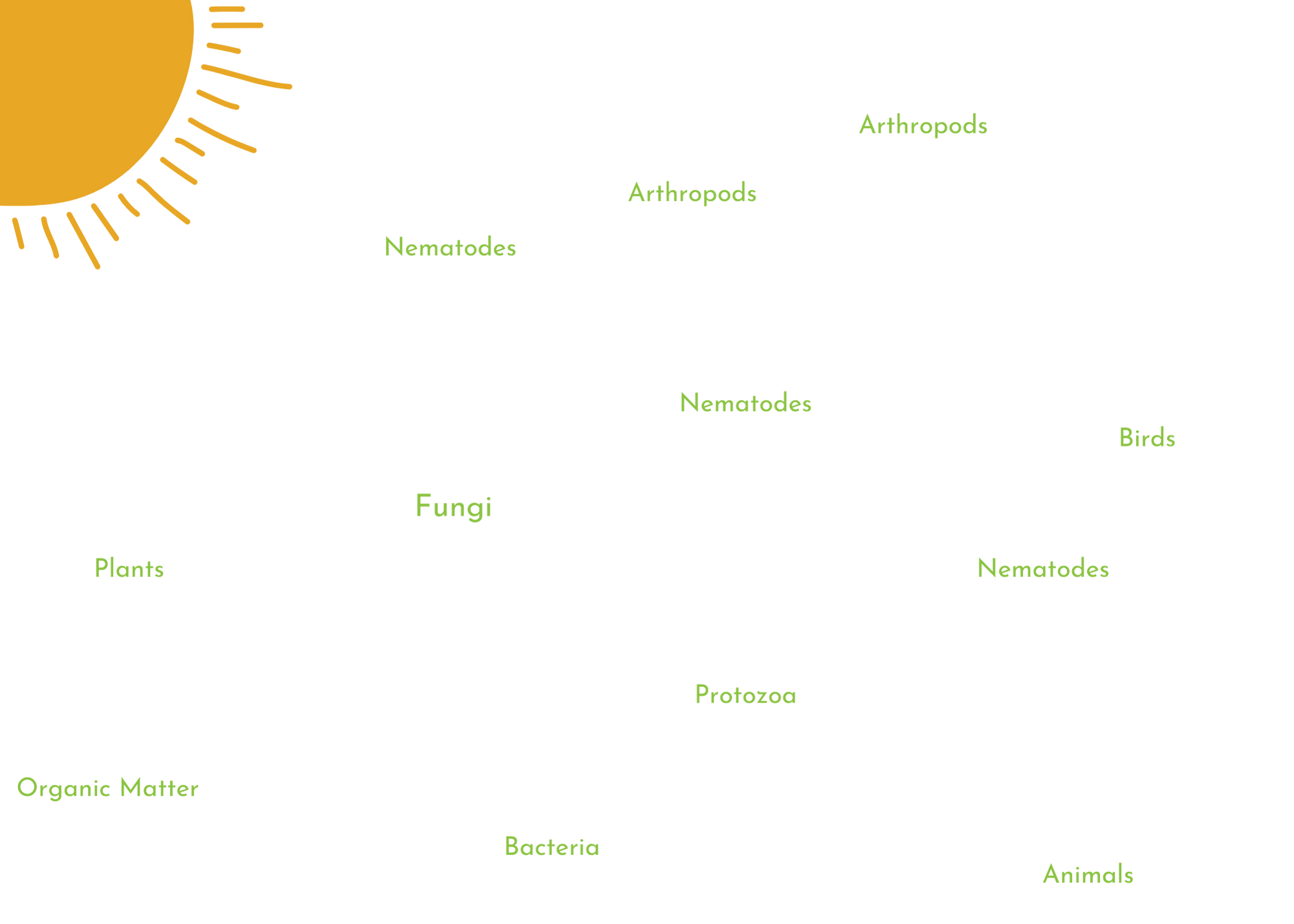 An image depicting the soil food web