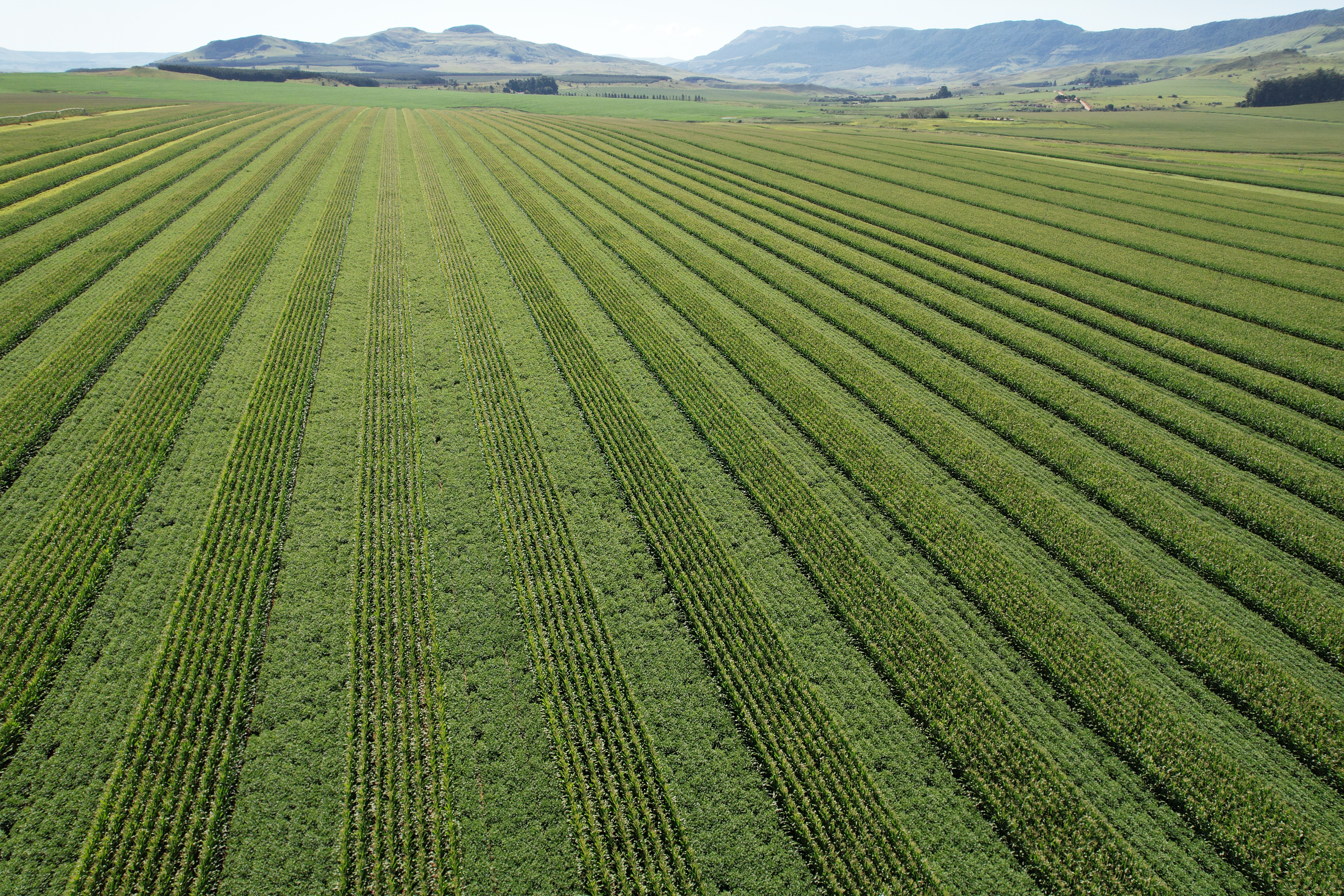 Strip cropping field from low angle