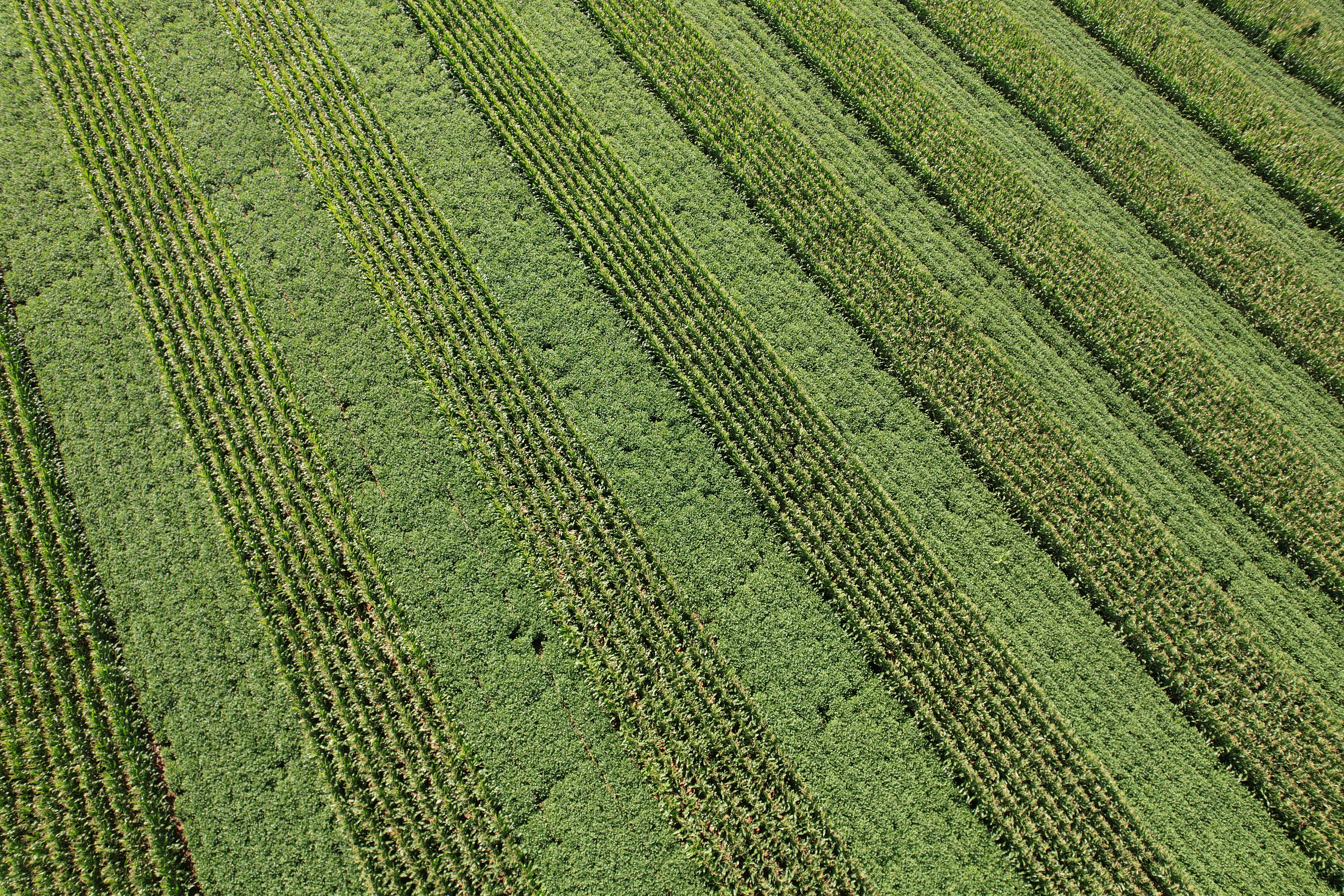 Strip cropping field arial view