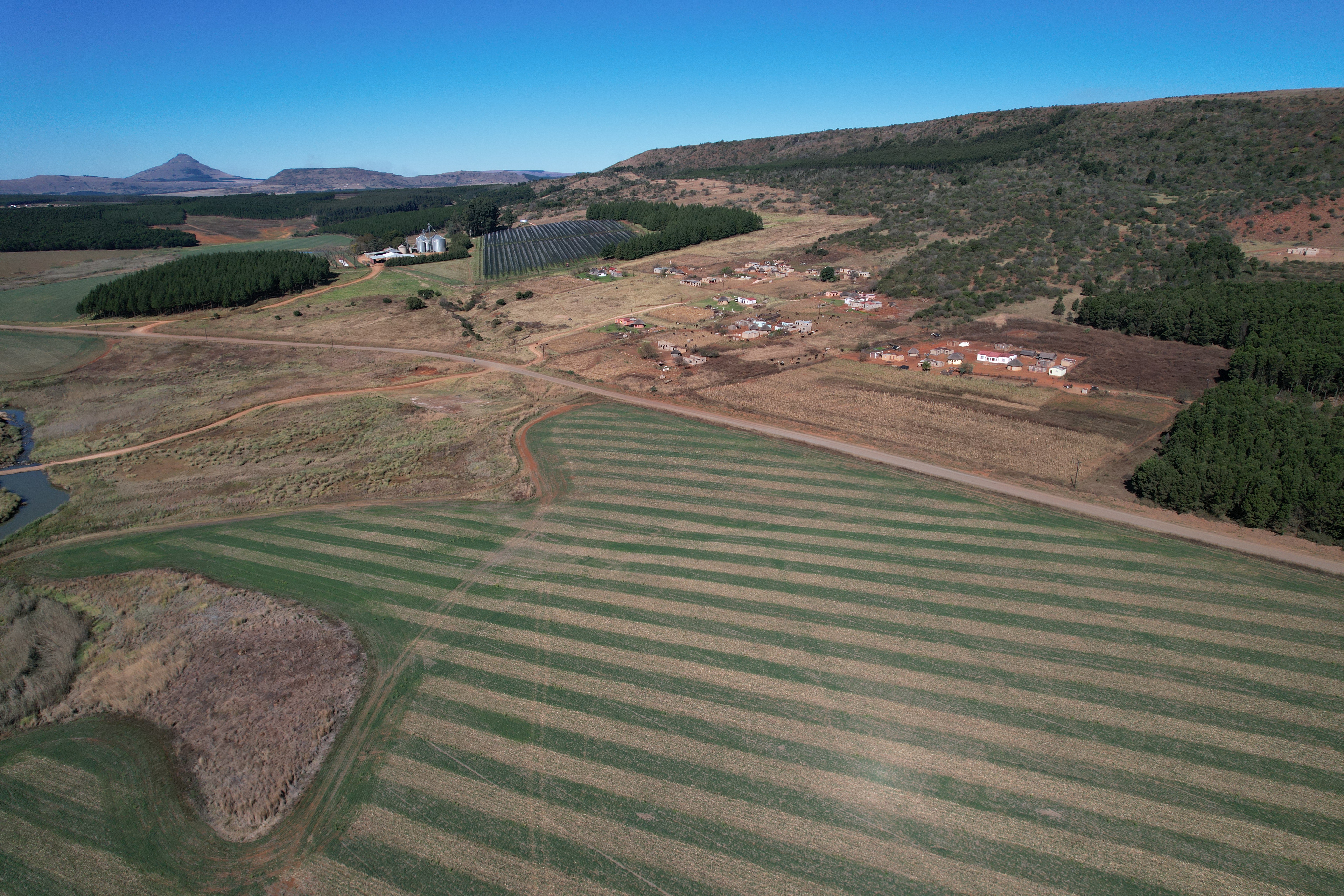 Post-harvest strip cropping field