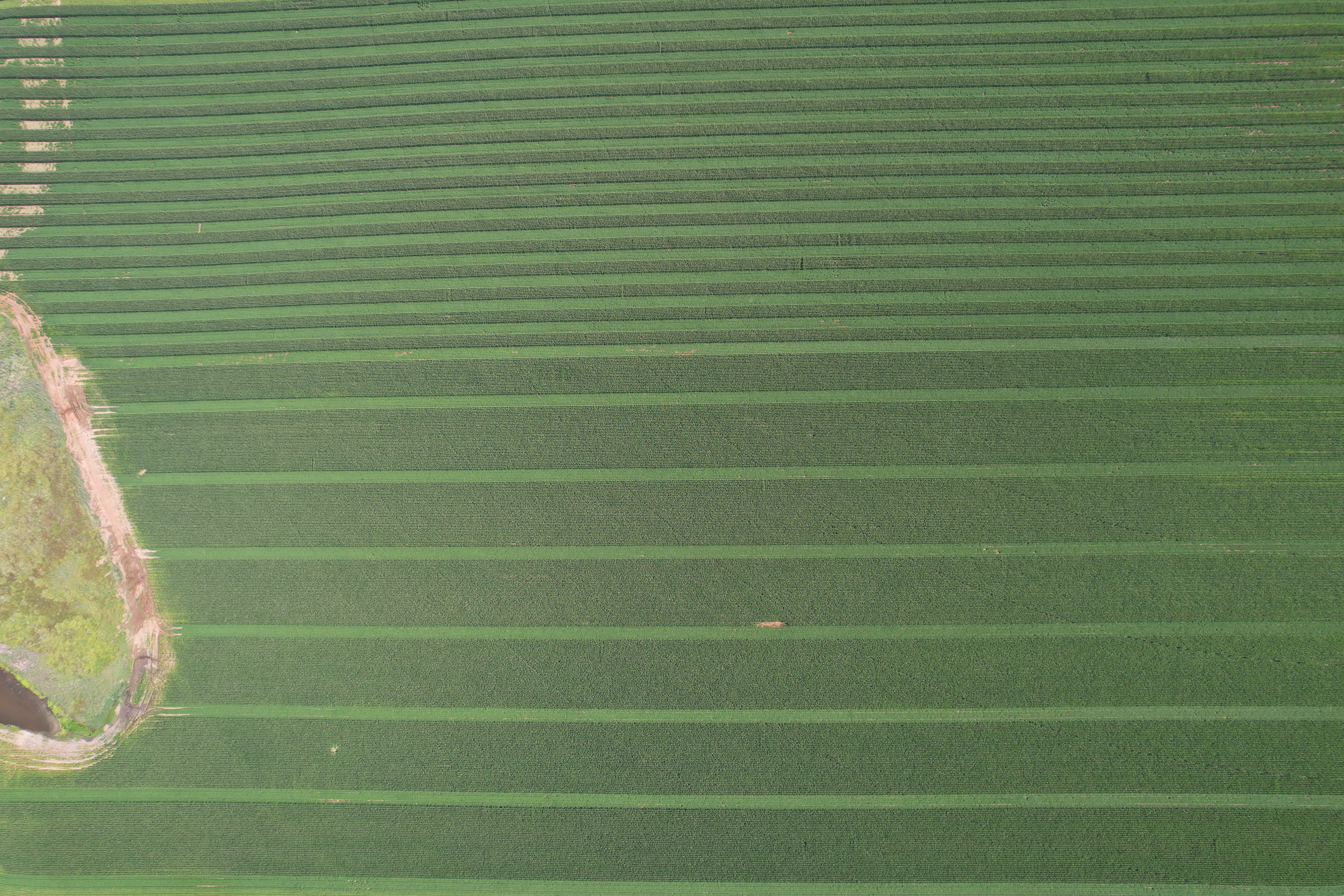 Field with varying degrees of strip cropping