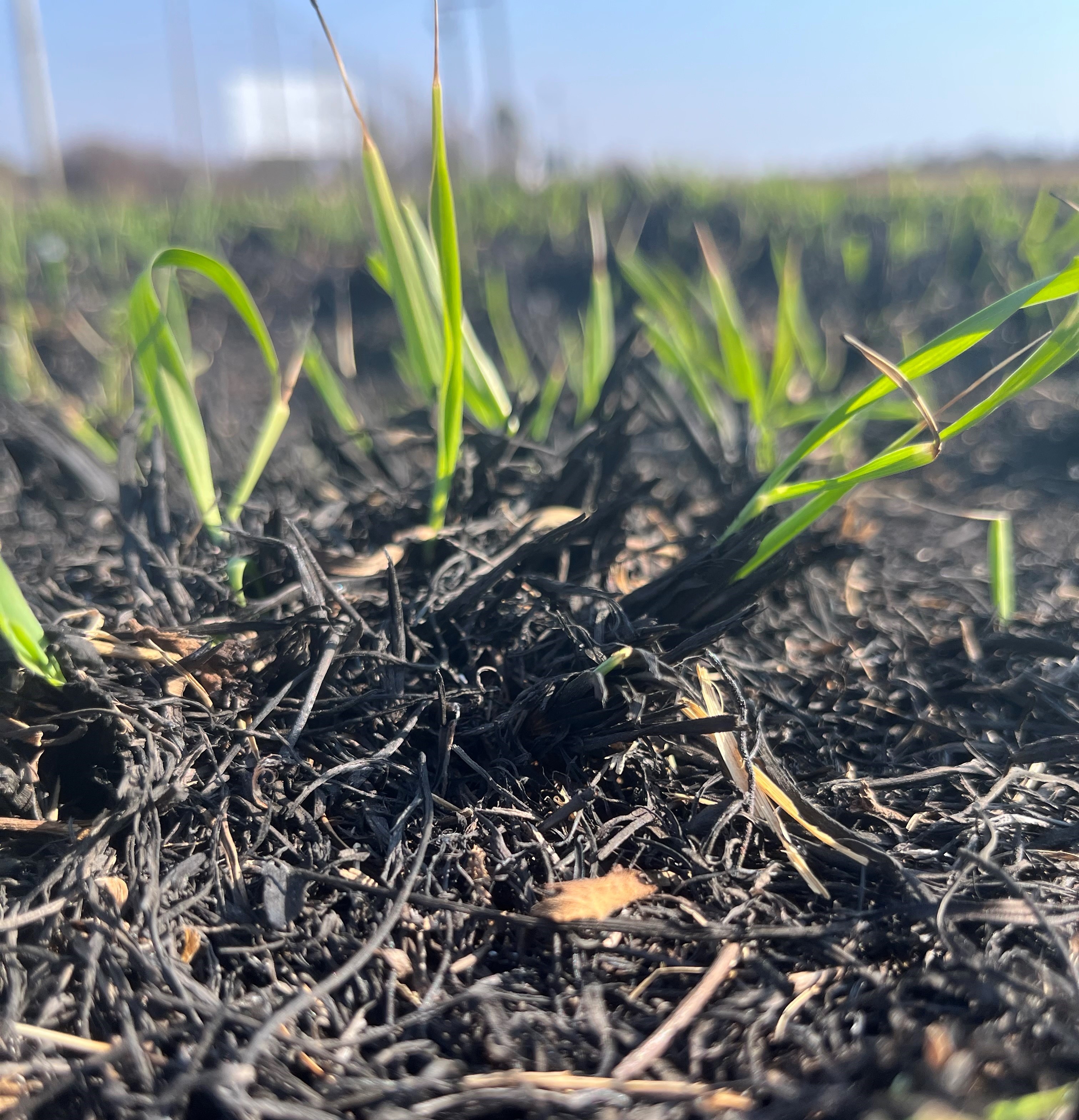 Image of crops growing through a previously burned field