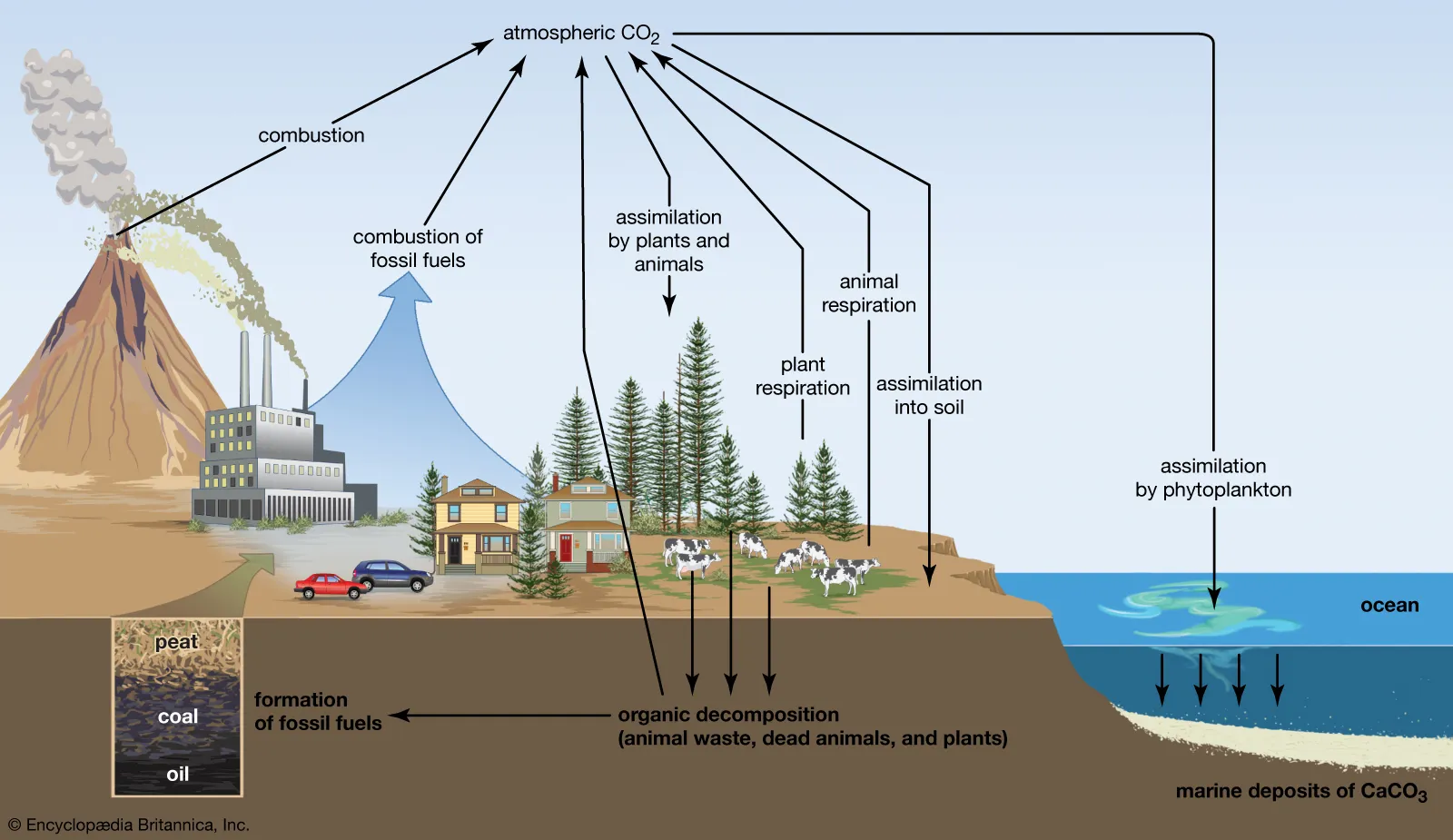 Image illustrating the carbon cycle