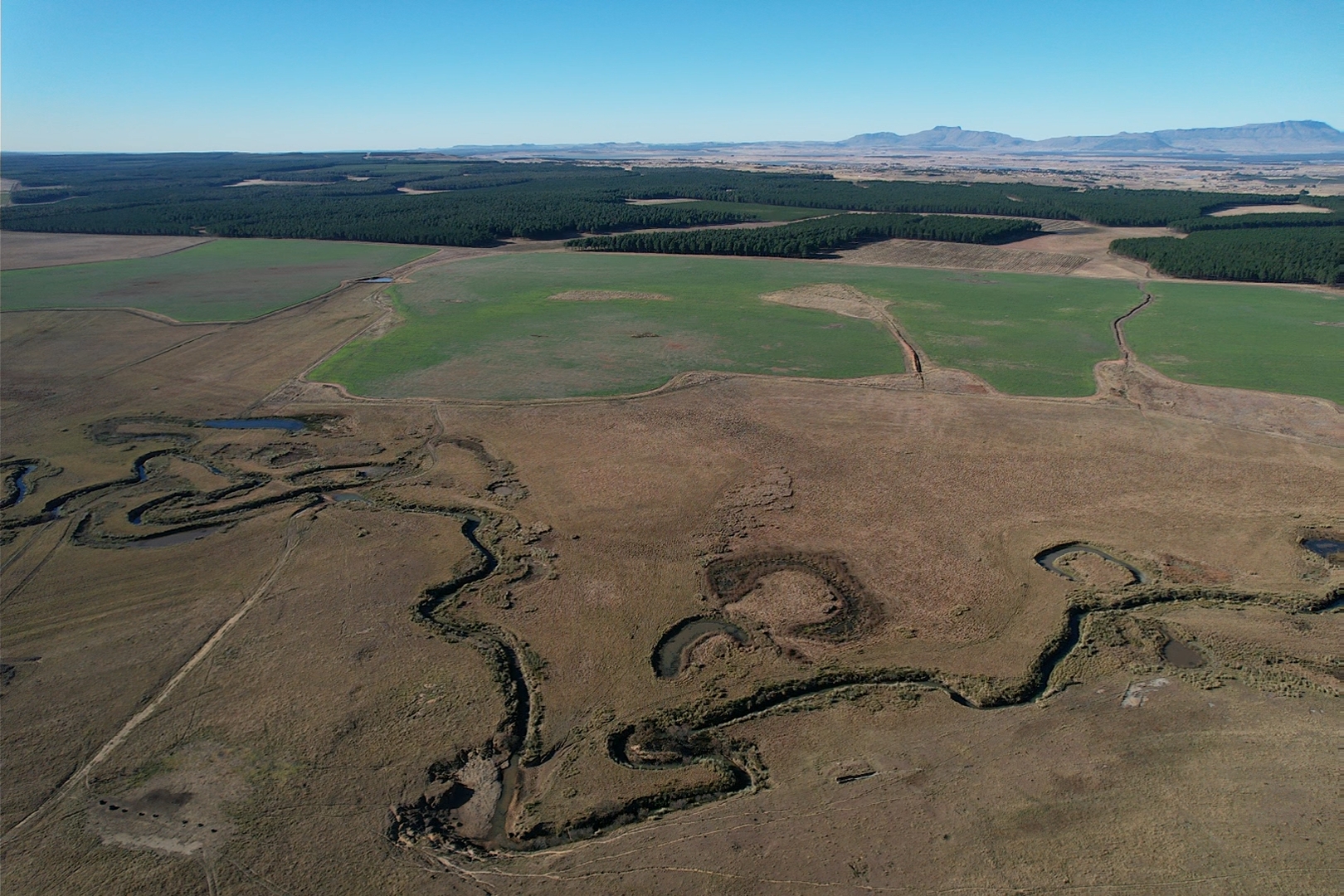 Winter cover planted in Mpumalanga - the green is a nice contrast to the brown winter veld