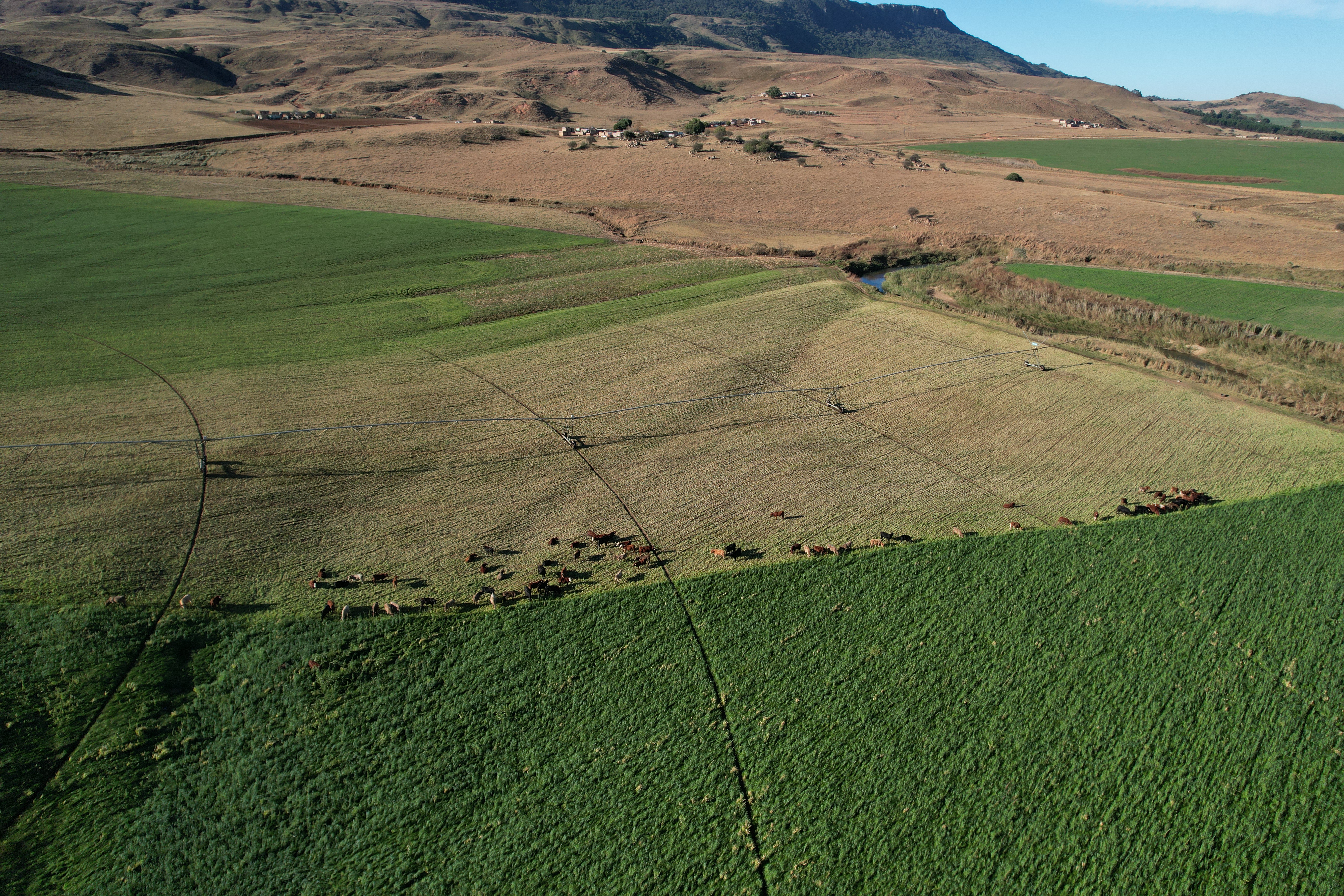 Image of high-density cattle grazing cover crop fields