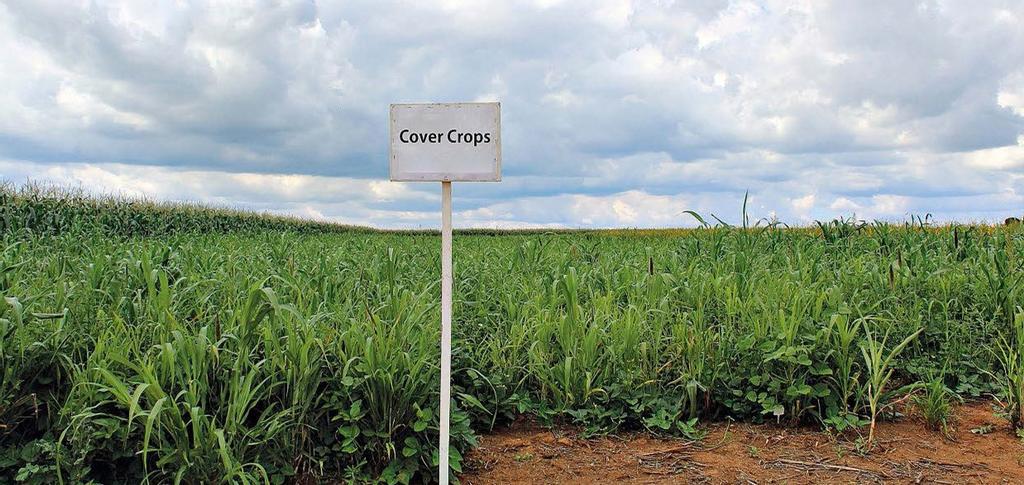 Image of cover crops with a sign indicating it