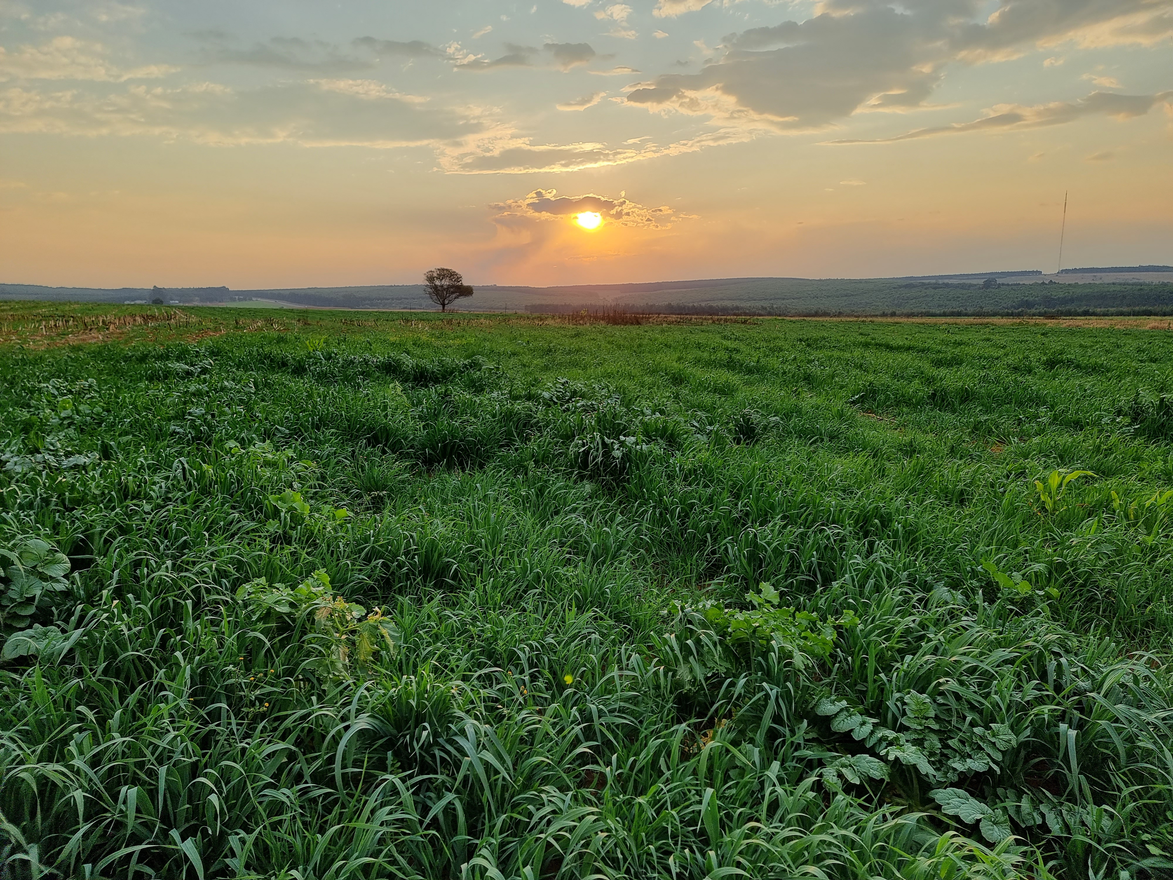 Sunrise over blooming cover crops