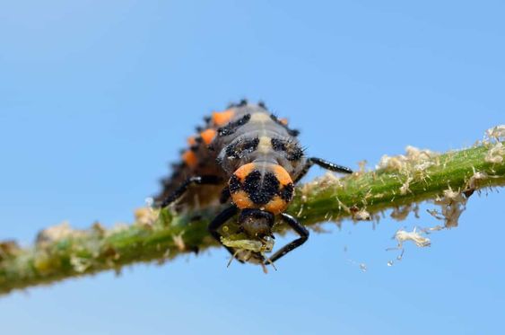 Pest insect sitting on plant stem