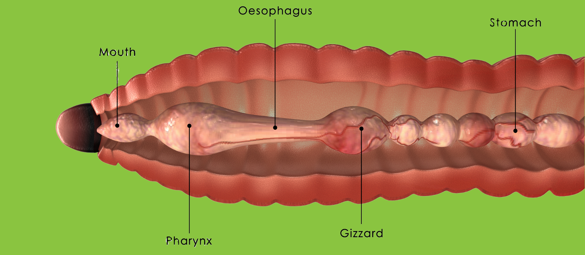 Image of the internal anatomy of an earthworm