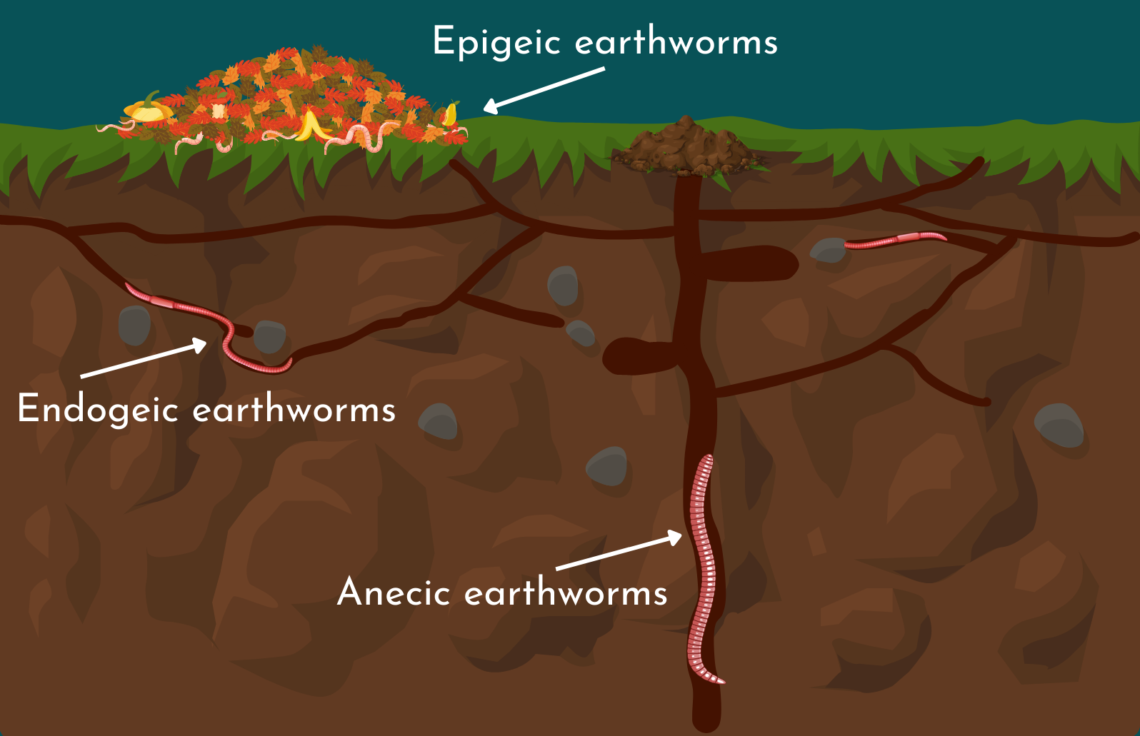 Image showing how different types of earth worms tunnel in soil