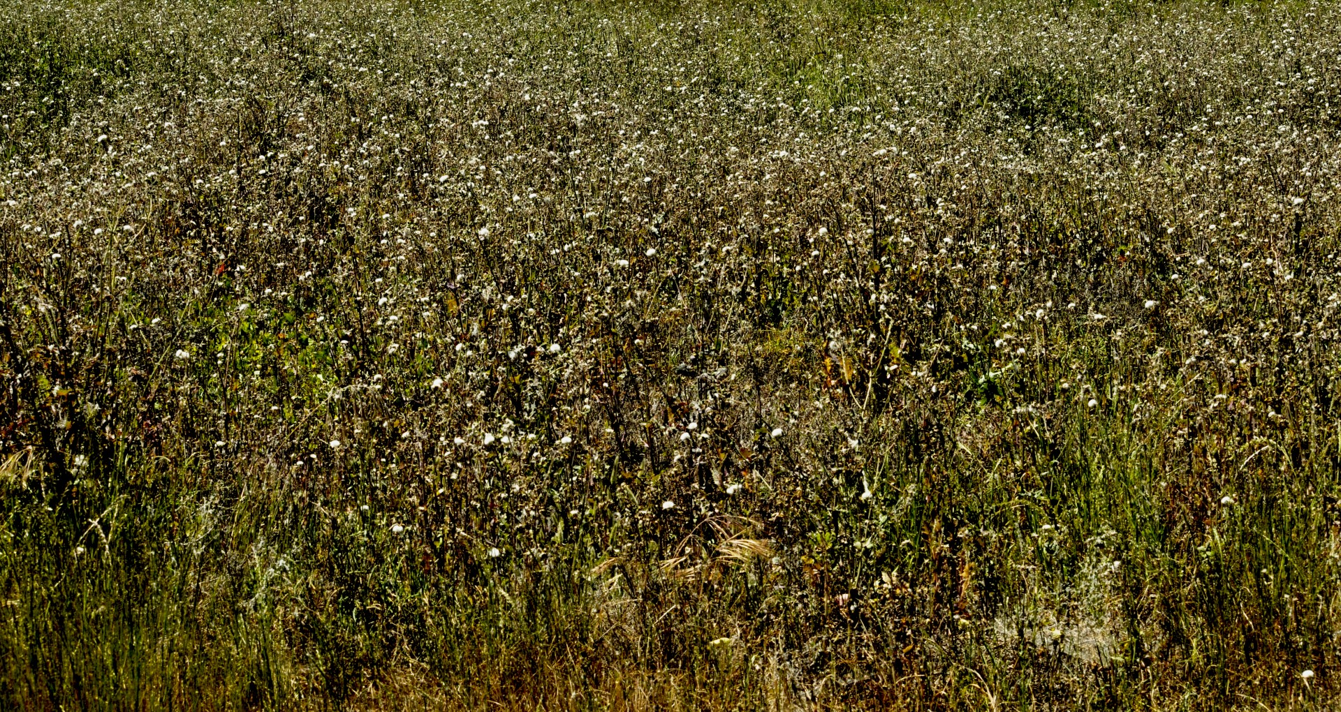 Image of a healthy cover crop