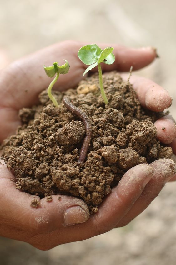 Healthy soil