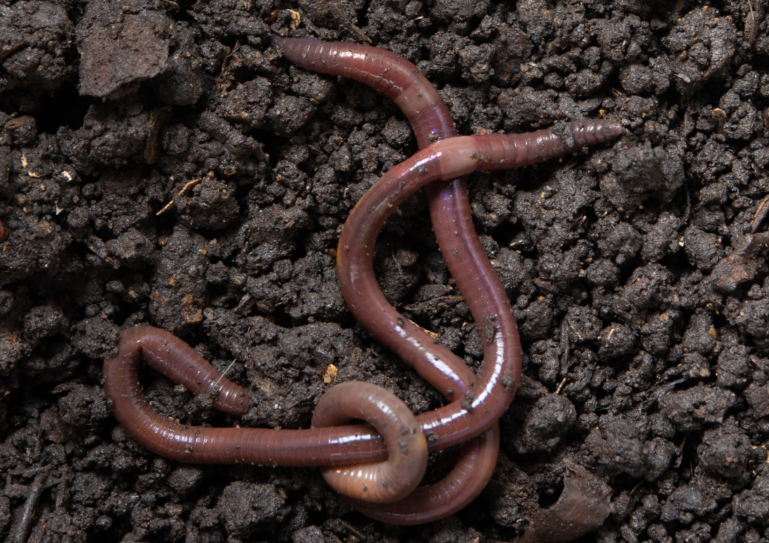 Image of worms on fresh soil